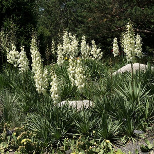 Yucca filamentosa