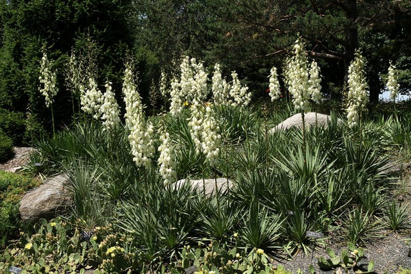 Yucca filamentosa