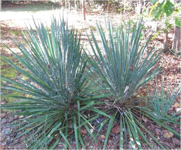 Yucca filamentosa – Nutcracker Nursery & Tree Farm