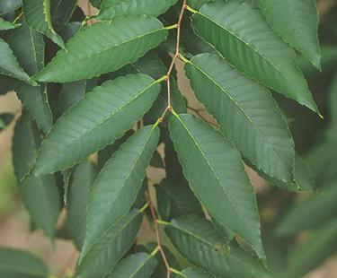 Zelkova serrata