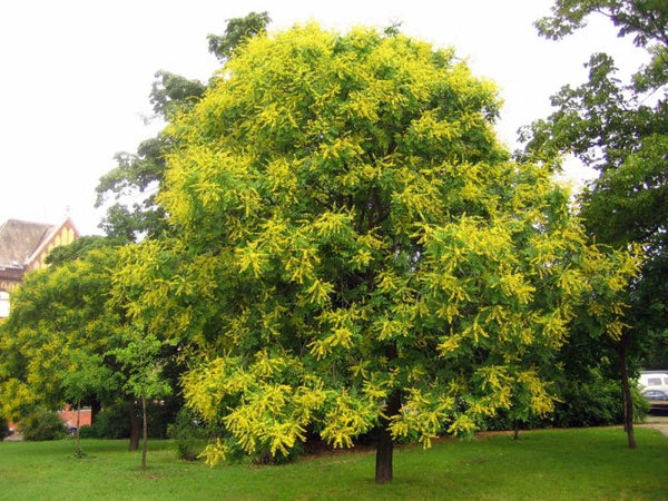 Koelreuteria paniculata (Savonnier)