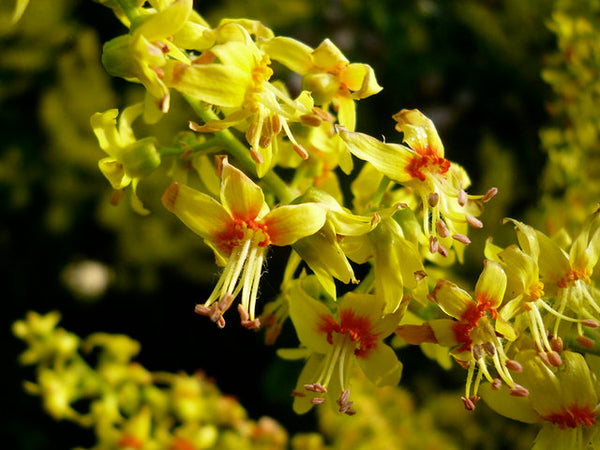 Koelreuteria paniculata (Savonnier)