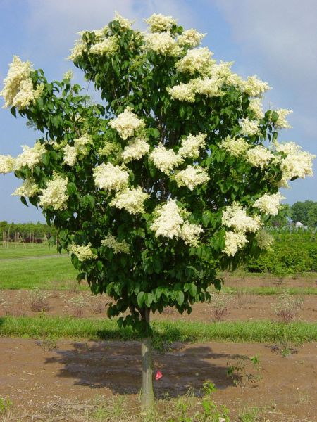 Japanese Tree Lilac (Syringa reticulata) - Level Up Garden