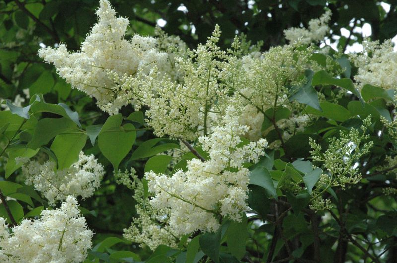 Japanese lilac, (Syringa reticulata) – Nutcracker Nursery & Tree Farm