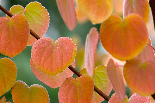 Arbre de katsura (Cerciciphyllum japonicum)