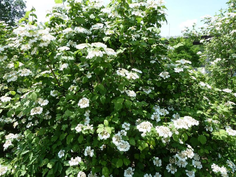 Viorne trilobée, (viburnum trilobum)