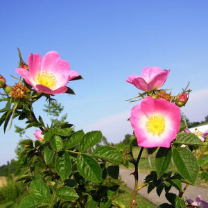 Églantier, (Rosa rubiginosa)