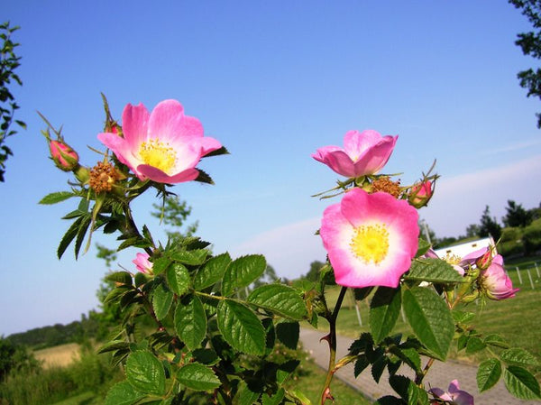 Églantier, (Rosa rubiginosa)