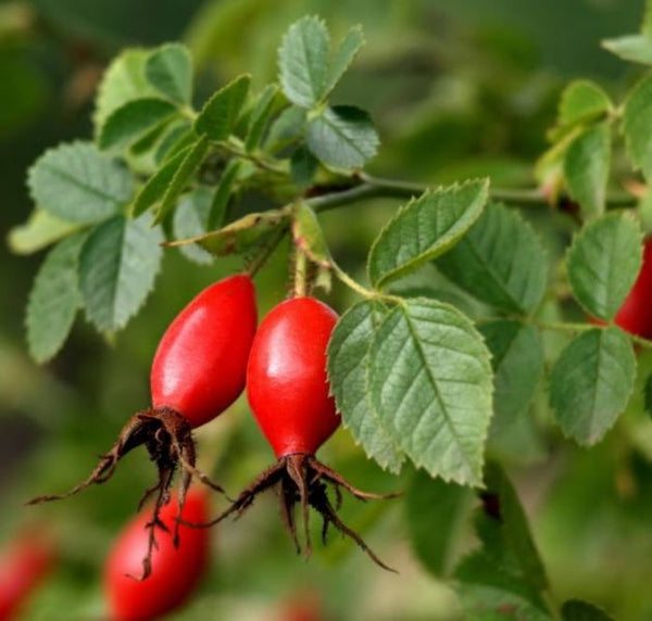 Rosehip, (Rosa rubiginosa)