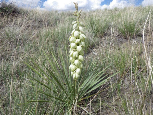 Yucca glauque (yucca glauca)