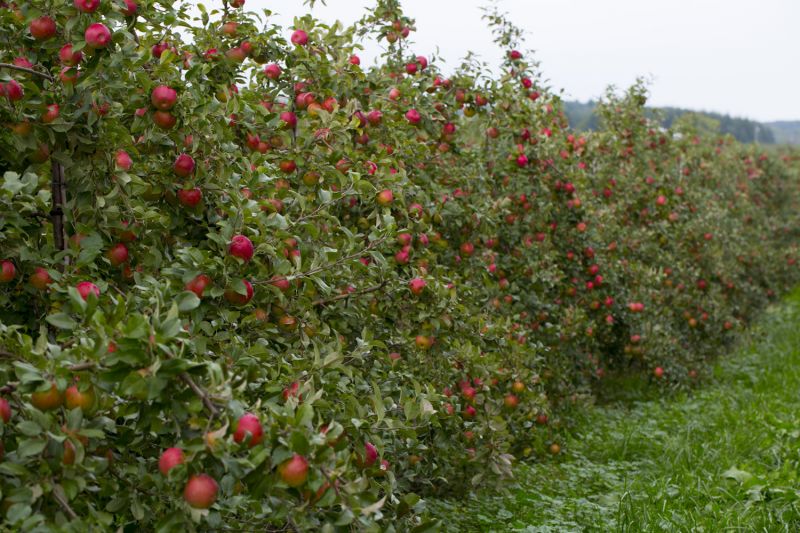 Apple trees