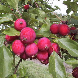 Pommetier Dolgo (malus)