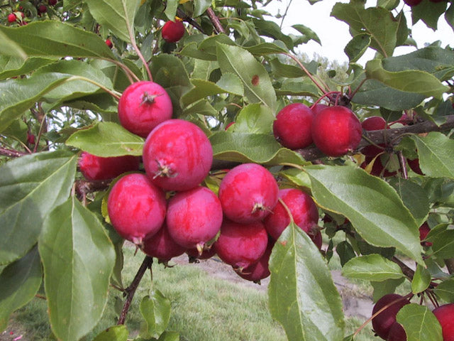 Apple trees