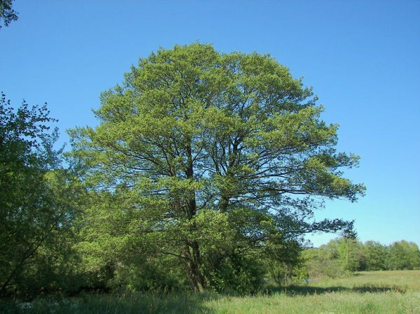 Aulne glutineux (alnus glutinosa)