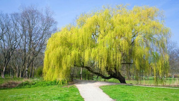 Saule pleureur doré (salix alba tristis)