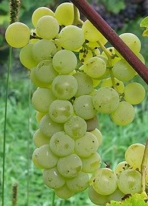 Victoria Raisin Swenson white table grape – Nutcracker Nursery & Tree Farm