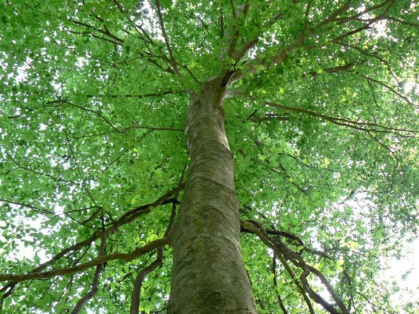 Hêtre à grande feuille (fagus grandifolia)