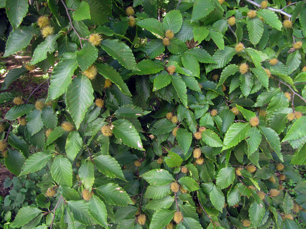 Hêtre à grande feuille (fagus grandifolia)