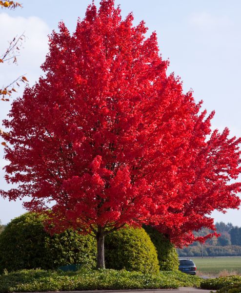 Érable rouge (acer rubrum)