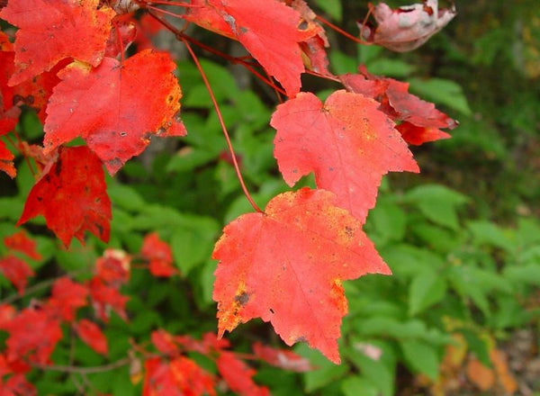 Érable rouge (acer rubrum)