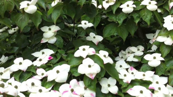 Cornouiller du Japon (cornus kousa)