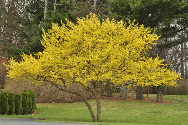 Cornouiller sauvage européen (cornus mas)