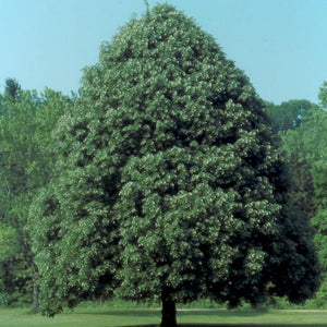 tilleul argenté (Tilia tomentosa)
