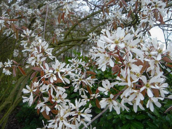 Amélanchier du Canada (amelanchier canadensis)