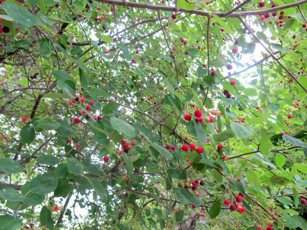 Amélanchier du Canada (amelanchier canadensis)