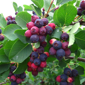 Amélanchier glabre (amelanchier laevis)