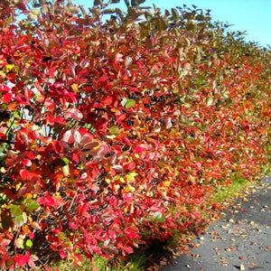 Aronia melanocarpa 'Elliot'