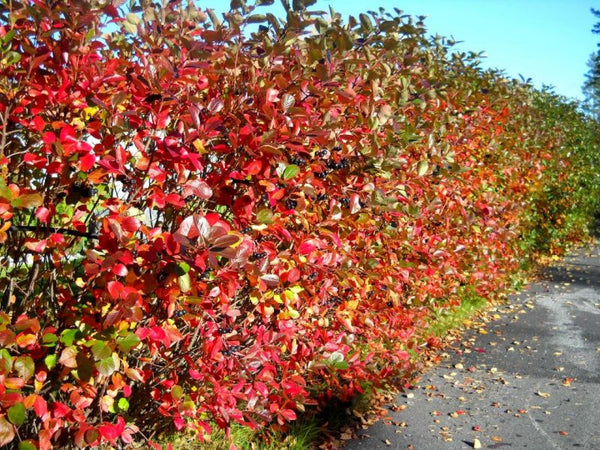 Aronia melanocarpa 'Elliot'