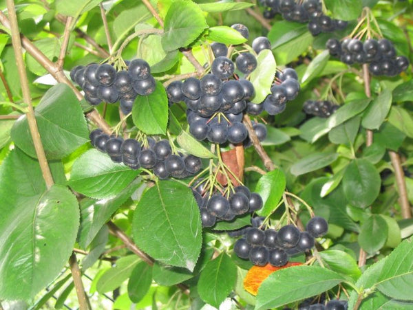 Aronia melanocarpa 'Elliot'