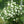 Viorne boule de neige (Viburnum opulus)