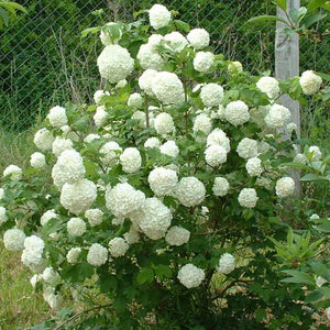 Viorne boule de neige (Viburnum opulus)