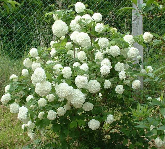 Red Snowball Snowball viburnum (Viburnum opulus) – Nutcracker Nursery & Tree Farm
