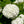 Snowball viburnum (Viburnum opulus)