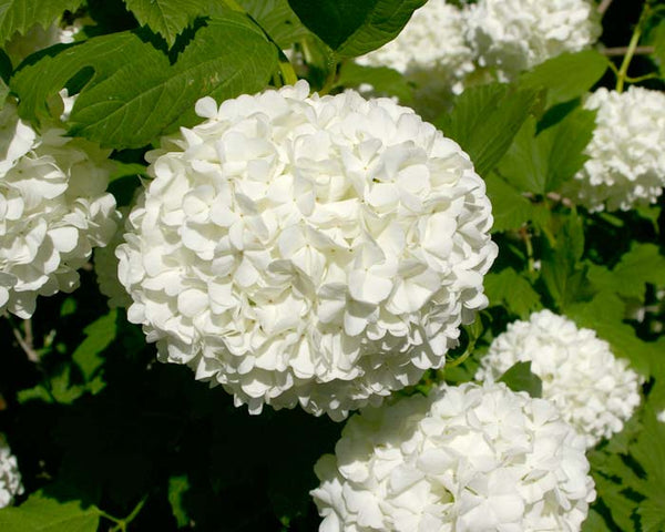 Snowball viburnum (Viburnum opulus)