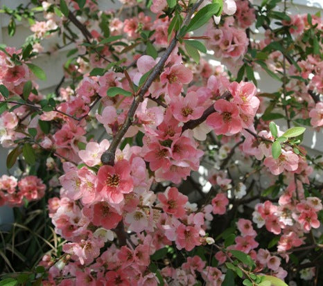 Cognassier japonnais 'Toyo-Nishiki'