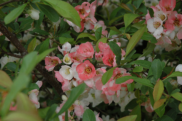 Japanese quince 'Toyo-Nishiki'