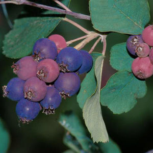 Amélanchier (alnifolia) Isaac