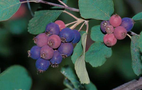 Amélanchier (alnifolia) Isaac