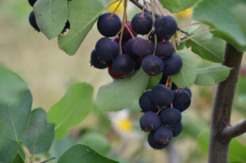 Saskatoon cultivars (Amelanchier)