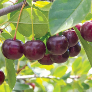 Cerisier (griottier) Juliet (Prunus cerasus x P. fruticosa)