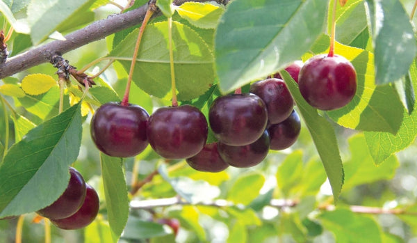 Cerisier (griottier) Juliet (Prunus cerasus x P. fruticosa)