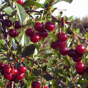 Cerisier (griottier) Carmine Jewel (Prunus cerasus x P. fruticosa)