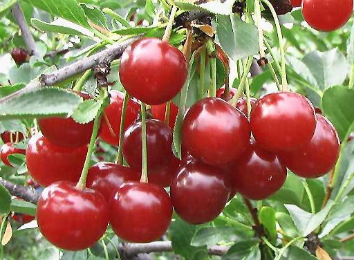 Cerisier (griottier) Valentine (Prunus cerasus x P. fruticosa)