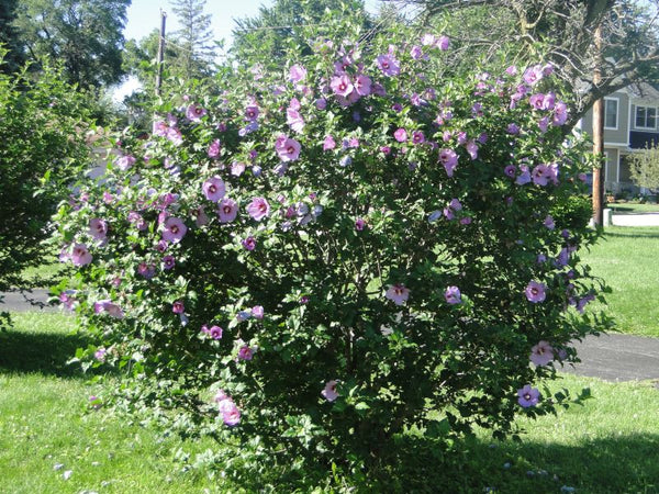 Althéa ou Mauve en arbre (Hibiscus syriacus)