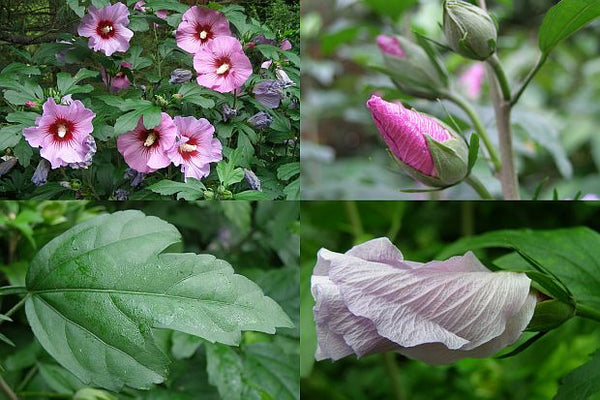 Althéa ou Mauve en arbre (Hibiscus syriacus)