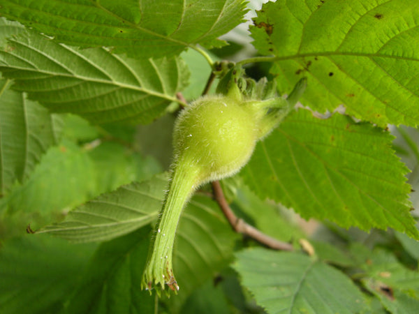 Noisetier à long bec, (corylus cornuta)